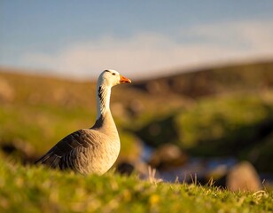 Goose in field at golden hour