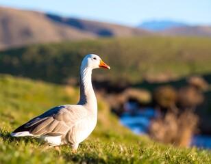 Goose in grassy field, mountains background