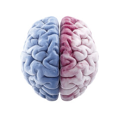 Naklejka premium Top View Of Human Brain Hemispheres One Blue And One Pink Against A Transparent Background