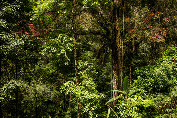 Dense tropical forest on mountain slopes with vibrant green vegetation, wild trees, and natural foliage, showcasing the richness of biodiversity and the beauty of untouched rainforest.