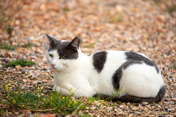 Wildcat resting in rocky prairie field in Wyoming