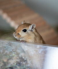 Cute golden gerbil looking out of his cage