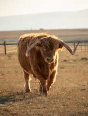 Highland cow front view in Wyoming wild prairie 
