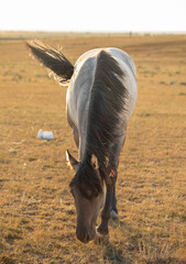 Grazing gray horse from view with fun tale swinging