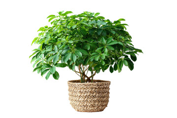 Naklejka premium Lush green Schefflera arboricola plant in a woven basket pot.