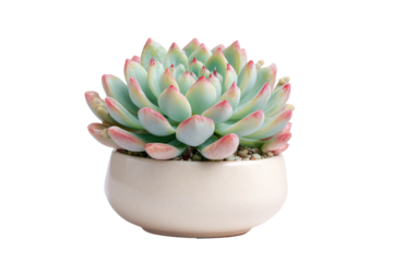 A beautiful Echeveria succulent with pink and green leaves in a white pot.