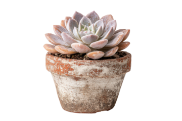 Echeveria succulent plant in a rustic weathered terracotta pot isolated.