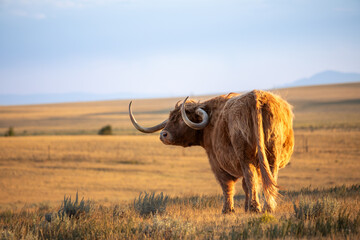 Highland cow looking at the side in Wyoming field at sunset