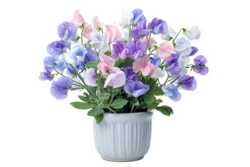 A beautiful bouquet of colorful sweet pea flowers in a white pot.