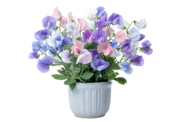 A beautiful bouquet of colorful sweet pea flowers in a white pot.