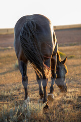 Sunset horse pasture in Wyoming