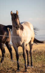 Horse in the field front view in Wyoming