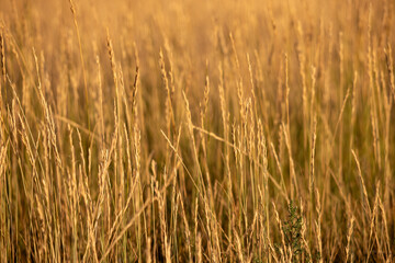 Golden wheat field in summer closeup