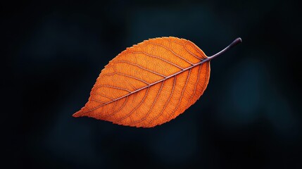 Vibrant orange leaf against a dark background