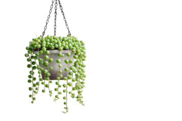 Lush green String of Pearls succulent plant in a hanging pot.