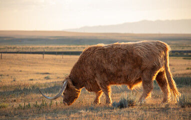 Highland cow in the field during sunset in pasture