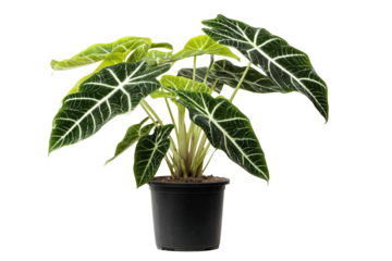 Beautiful Alocasia Frydek plant with velvety green leaves and white veins.