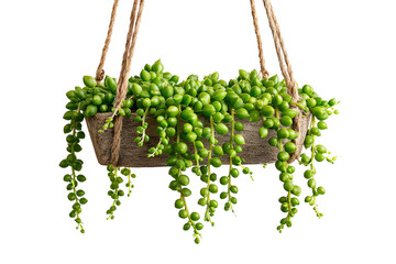 Lush green String of Pearls succulent plant in a hanging wooden planter.