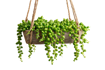 Lush green String of Pearls succulent plant in a hanging wooden planter.