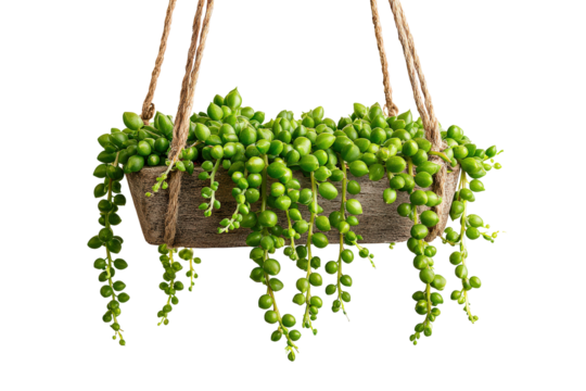 Lush green String of Pearls succulent plant in a hanging wooden planter.