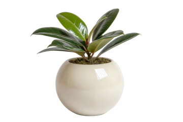 Lush green houseplant with glossy leaves in a spherical pot.