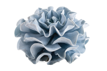 A single dusty blue flower with intricate ruffled petals isolated on a white background.