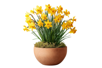 A vibrant bouquet of yellow daffodil flowers in a terracotta pot.