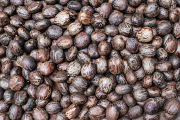 Para Rubber Tree Seeds (Hevea brasiliensis)