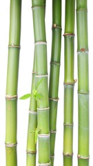 Green bamboo stalks