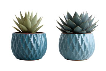 Two beautiful succulent plants in modern blue geometric pots.