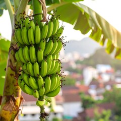Green bananas on a tree (1)