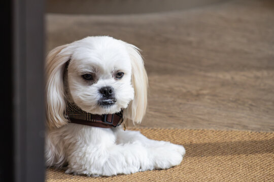 Close up image of a small white toy dog, with copy space.