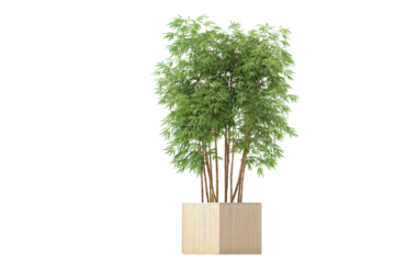 Tall leafy green houseplant in a modern beige planter.