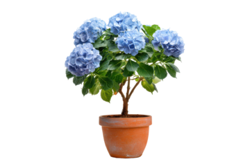 Beautiful blue hydrangea plant in a terracotta pot.
