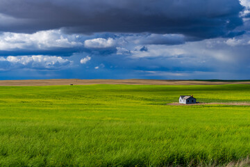 green field and blue sky