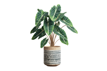 Lush green Alocasia plant in a decorative bohemian style pot.