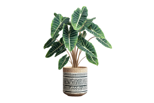 Lush green Alocasia plant in a decorative bohemian style pot.