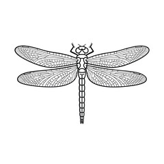 Detailed black and white line drawing of a dragonfly insect