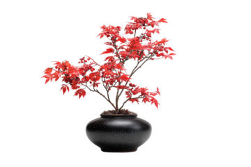Small red Japanese maple tree in a black ceramic pot.