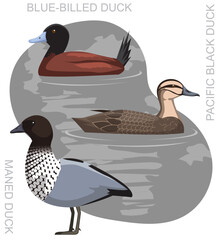 Australia Black Duck Set Cartoon Vector