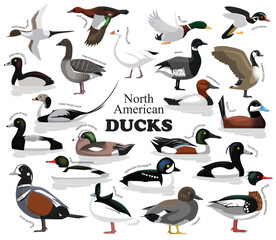 North American Ducks Set Vector Collection