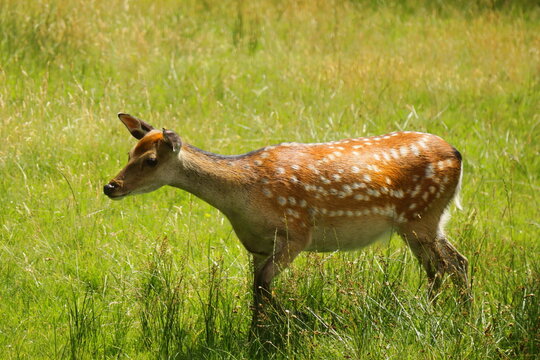 Spotted deer grazing in lush green meadow at Glendalough, County Wicklow, Ireland – close-up wildlife photography of a deer in summer grassland - Powered by Adobe