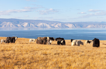 Fototapeta premium Baikal Lake. Olkhon Island. Herd of long-haired yaks graze on yellowed meadow on shore of Small Sea in warm October day. Beautiful rural landscape. Natural background. Autumn travels and recreation