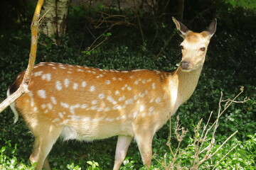 Close up of a wild spotted deer standing alert in forest undergrowth, sunlight highlighting its coat, a peaceful wildlife moment in natural woodland habitat showcasing serene countryside beauty and na
