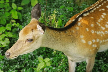 Close-up of a spotted deer in lush green forest vegetation, showcasing natural wildlife beauty and serene outdoor scenery, ideal for themes of nature, animals, and conservation