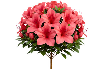 Blooming azalea bush with pink flowers and green foliage isolated on a transparent background