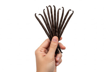 A person's hand holding a fresh bunch of aromatic brown vanilla bean pods, an essential gourmet baking ingredient, isolated on a clean white background