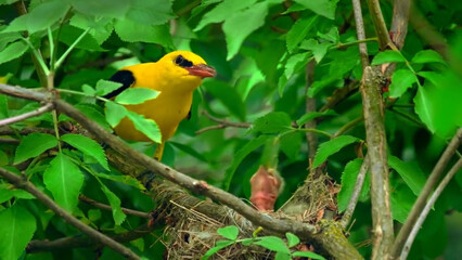 bird on a branch