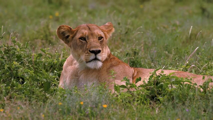 lion cub lying in grass