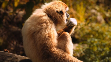baboon sitting on the ground